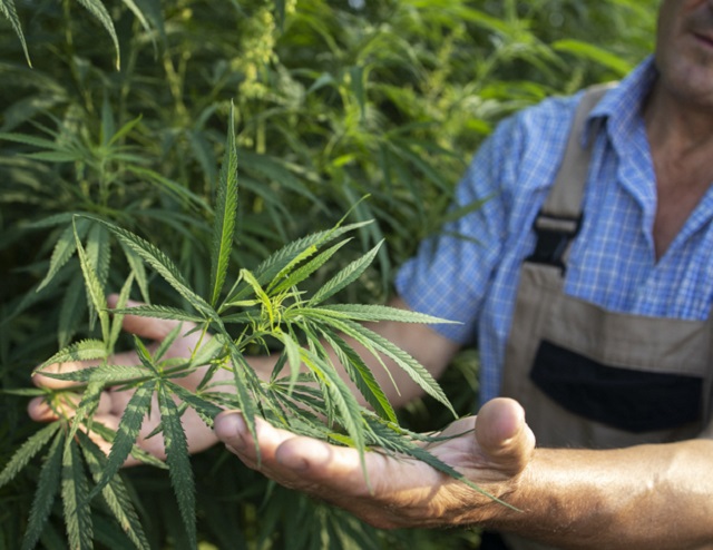 Cannabis Grow Law
